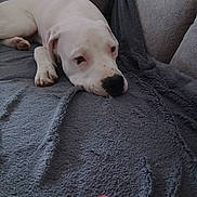 Akko a rejoint le concours — aidez-le/la à gagner de superbes lots ! animal, blanket, canine, comfort, couch, cozy, dog, domestic_animal, fur, home, indoor, lying_down, paw, pet, relaxed, resting, sleepy, snout, soft, white_dog