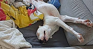 Akko a rejoint le concours — aidez-le/la à gagner de superbes lots ! blanket, canine, comfort, couch, cozy, dog, domestic_animal, fur, furniture, home, indoor, living_room, nap, pet, pillow, relaxed, resting, sleeping, sprawled, white_dog