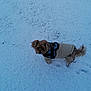 dog, small_dog, snow, winter, coat, jacket, outdoor, pet, animal, fur, cold, walking, snowy_ground, canine, cute, standing, winter_clothing, nature, fluffy, winter_day