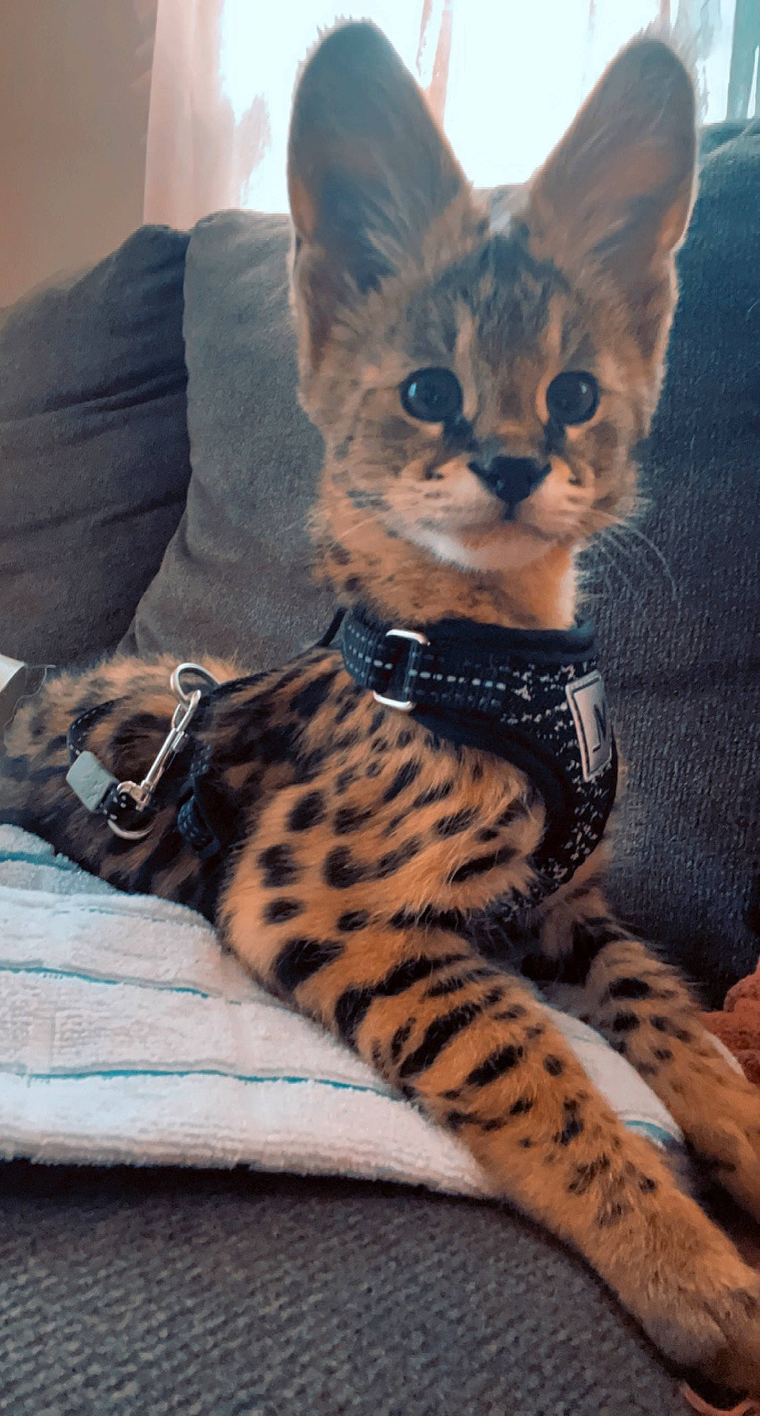 Orion is registered to the contest to win money with this photo: carnivore, cat, claw, comfort, domestic_short_haired_cat, eye, fawn, felidae, foot, fur, head, pattern, paw, sitting, small_to_medium_sized_cats, snout, tail, terrestrial_animal, whiskers, wildlife