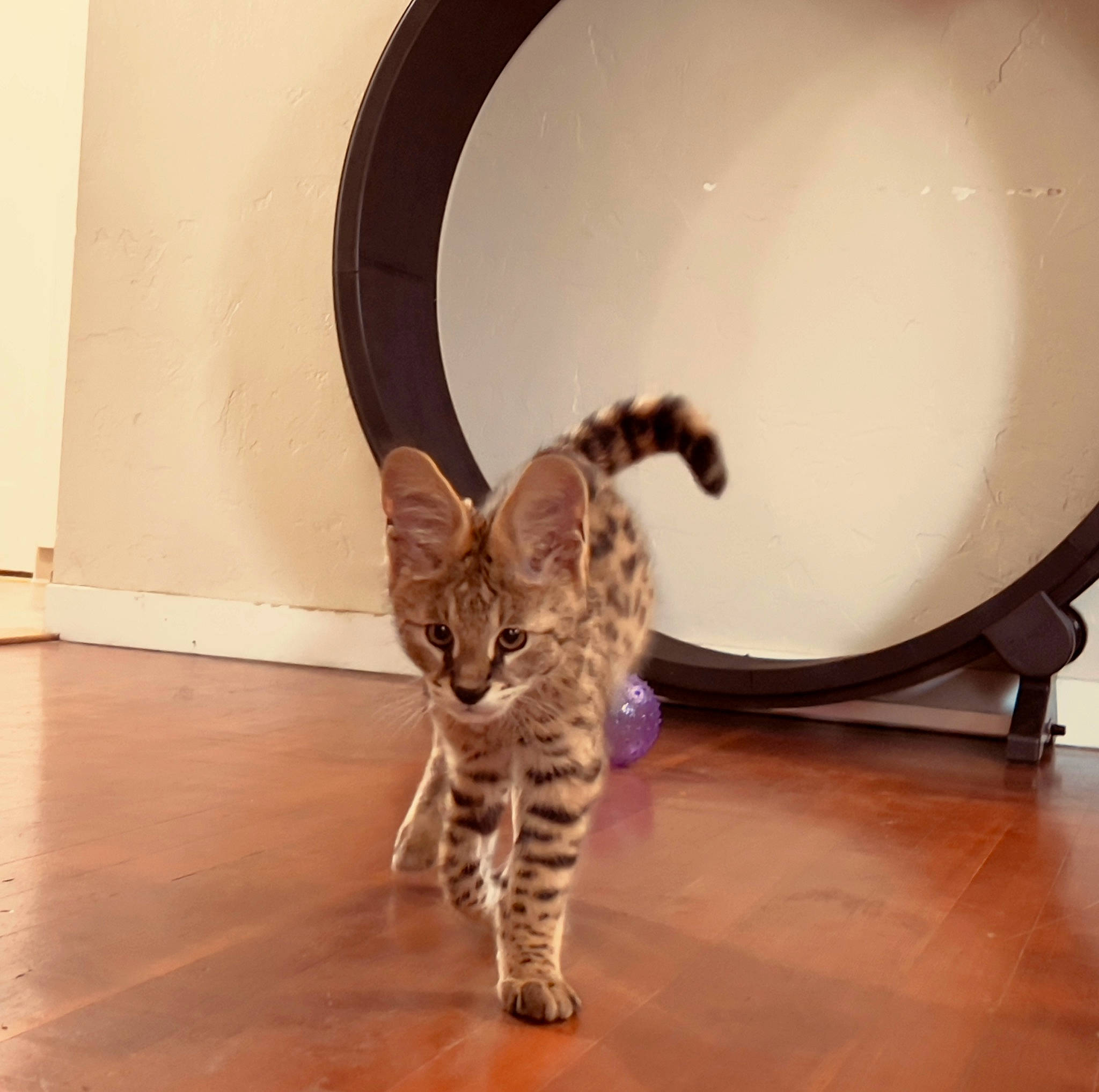 Orion joined the competition — help win amazing prizes! carnivore, cat, claw, domestic_short_haired_cat, fawn, felidae, floor, flooring, fur, hardwood, laminate_flooring, paw, room, small_to_medium_sized_cats, snout, tail, terrestrial_animal, whiskers, wood, wood_flooring