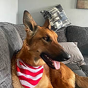 Raven joined the competition — help win amazing prizes! dog, german_shepherd, bandana, red_and_white, tongue_out, couch, pillow, indoor, pet, canine, fur, ears, snout, relaxed, home, living_room, animal, mammal, companion, domestic