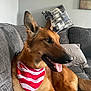 dog, german_shepherd, bandana, red_and_white, tongue_out, couch, pillow, indoor, pet, canine, fur, ears, snout, relaxed, home, living_room, animal, mammal, companion, domestic