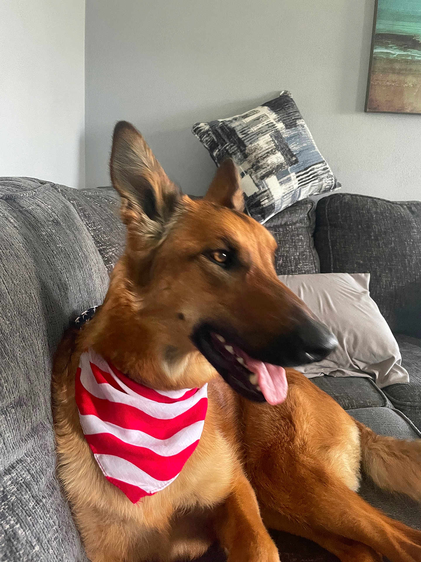 Raven joined the competition — help win amazing prizes! dog, german_shepherd, bandana, red_and_white, tongue_out, couch, pillow, indoor, pet, canine, fur, ears, snout, relaxed, home, living_room, animal, mammal, companion, domestic