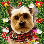 animal, bells, cape, celebration, christmas, cute, decor, dog, festive, gift, greenery, holiday, ornaments, pet, plaid, portrait, red_bow, ribbon, seasonal, wreath