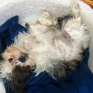 Maddie joined the competition — help win amazing prizes! dog, pet_bed, blanket, white, blue, fur, cute, lying_down, indoor, cozy, small_dog, tricolor, fluffy, animal, resting, bed, comfortable, looking_up, nose, ears