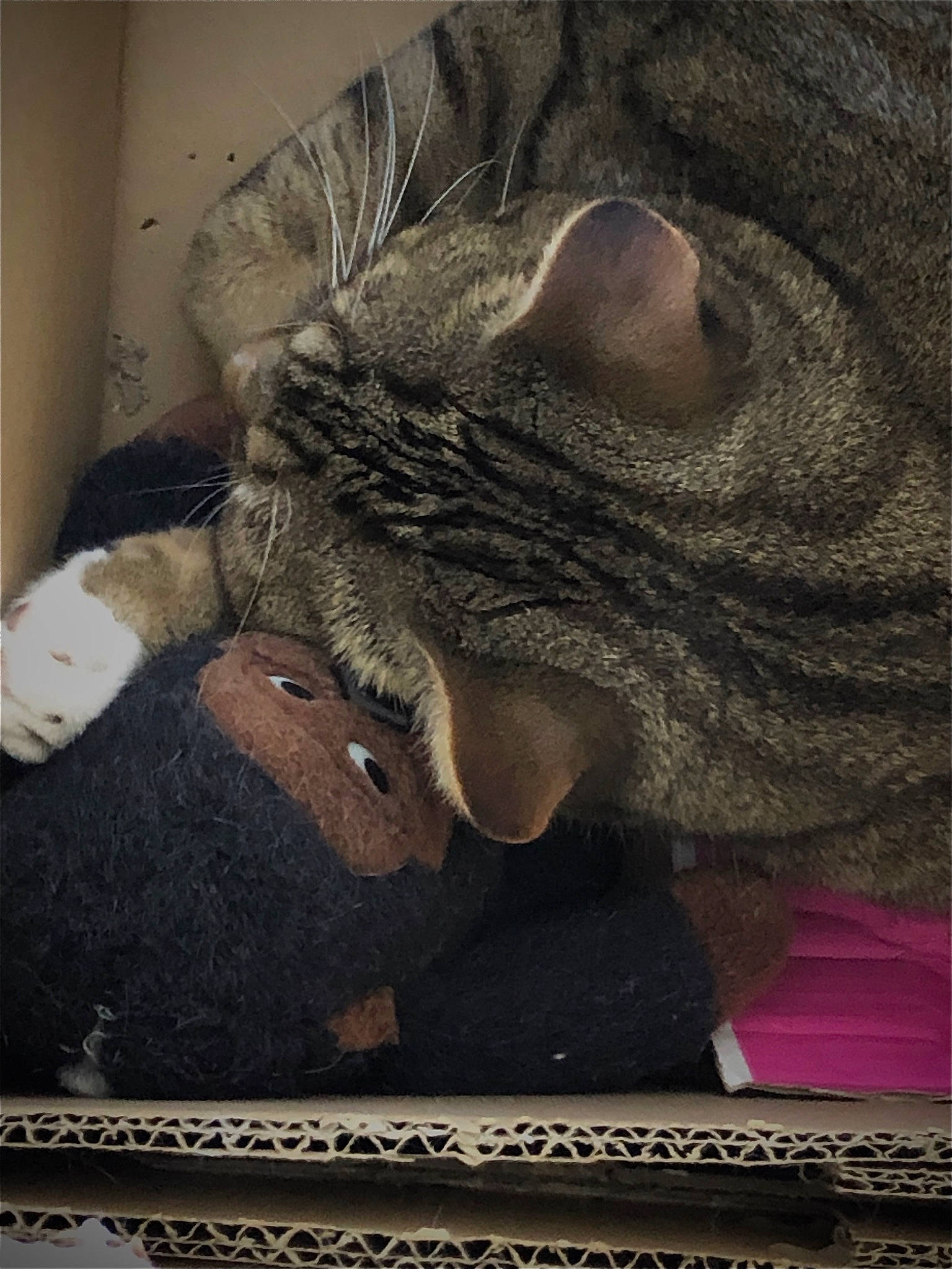 Bali a rejoint le concours — aidez-le/la à gagner de superbes lots ! art, carnivore, cat, comfort, eye, fawn, felidae, glasses, grey, human_body, jaw, linens, mammal, selfie, small_to_medium_sized_cats, snout, tail, textile, vertebrate, whiskers