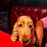 arm_jewelry, booth_seating, brown_fur, casual, closeup, cozy, curly_ears, curly_fur, dim_lighting, dog, face_blur, furry, indoor, leather_seat, person_arm, pet, red_leather, red_table, restaurant, tabletop