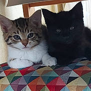 Moon Et Rubis a rejoint le concours — aidez-le/la à gagner de superbes lots ! cat, kitten, tabby, black_cat, pets, animal, cute, feline, fur, indoor, resting, close_up, pair, young, colorful, patterned_surface, cozy, looking_at_camera, whiskers, ears