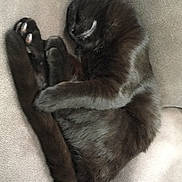 Onyx joined the competition — help win amazing prizes! black_cat, burmese, carnivoran, cat, cat_like_mammal, claw, domestic_short_haired_cat, fur, kitten, korat, paw, small_to_medium_sized_cats, snout, tail, whiskers