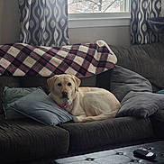 Ruby joined the competition — help win amazing prizes! blanket, calm, couch, cozy, curtain, daylight, dog, domestic, furniture, indoor, labrador_retriever, living_room, ottoman, pet, pillow, plaid, remote_control, resting, tree, window