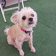 Mojo is registered to the contest to win money with this photo: dog, small_dog, sitting, artificial_turf, green_floor, collar, pet, outdoor, quizzical_expression, fur, pink_scooter, cardboard_box, backyard, paw, cute, domestic_animal, canine, animal, playful, furry