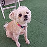 dog, small_dog, sitting, artificial_turf, green_floor, collar, pet, outdoor, quizzical_expression, fur, pink_scooter, cardboard_box, backyard, paw, cute, domestic_animal, canine, animal, playful, furry