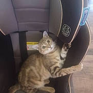 Mimi is registered to the contest to win money with this photo: cat, tabby_cat, car_seat, indoor, pet, feline, striped, curious, relaxed, animal, seat_belt, gray, brown, black, white, looking_up, padded_seat, floor, comfortable, resting