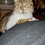 Noisette participe au concours pour gagner de l'argent avec cette photo : cat, tabby, indoor, pet, animal, yellow_eyes, fur, curious, looking, window, shelf, background, texture, black_surface, whiskers, ears, closeup, domestic, feline, house