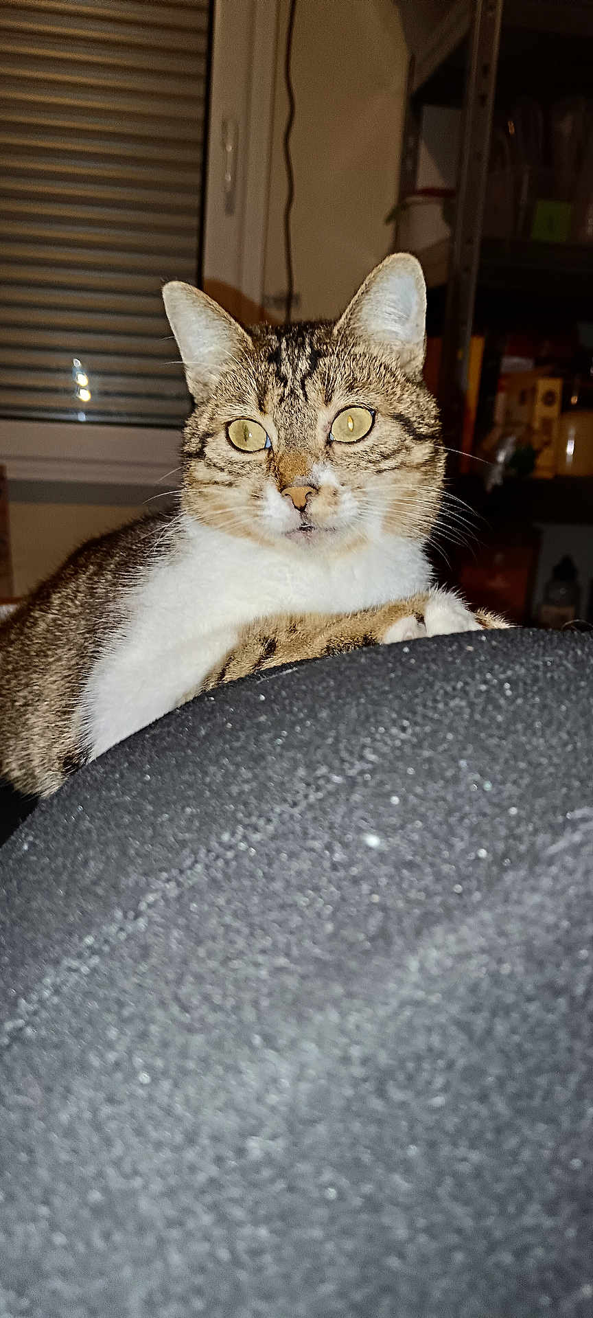 Noisette participe au concours pour gagner de l'argent avec cette photo : cat, tabby, indoor, pet, animal, yellow_eyes, fur, curious, looking, window, shelf, background, texture, black_surface, whiskers, ears, closeup, domestic, feline, house