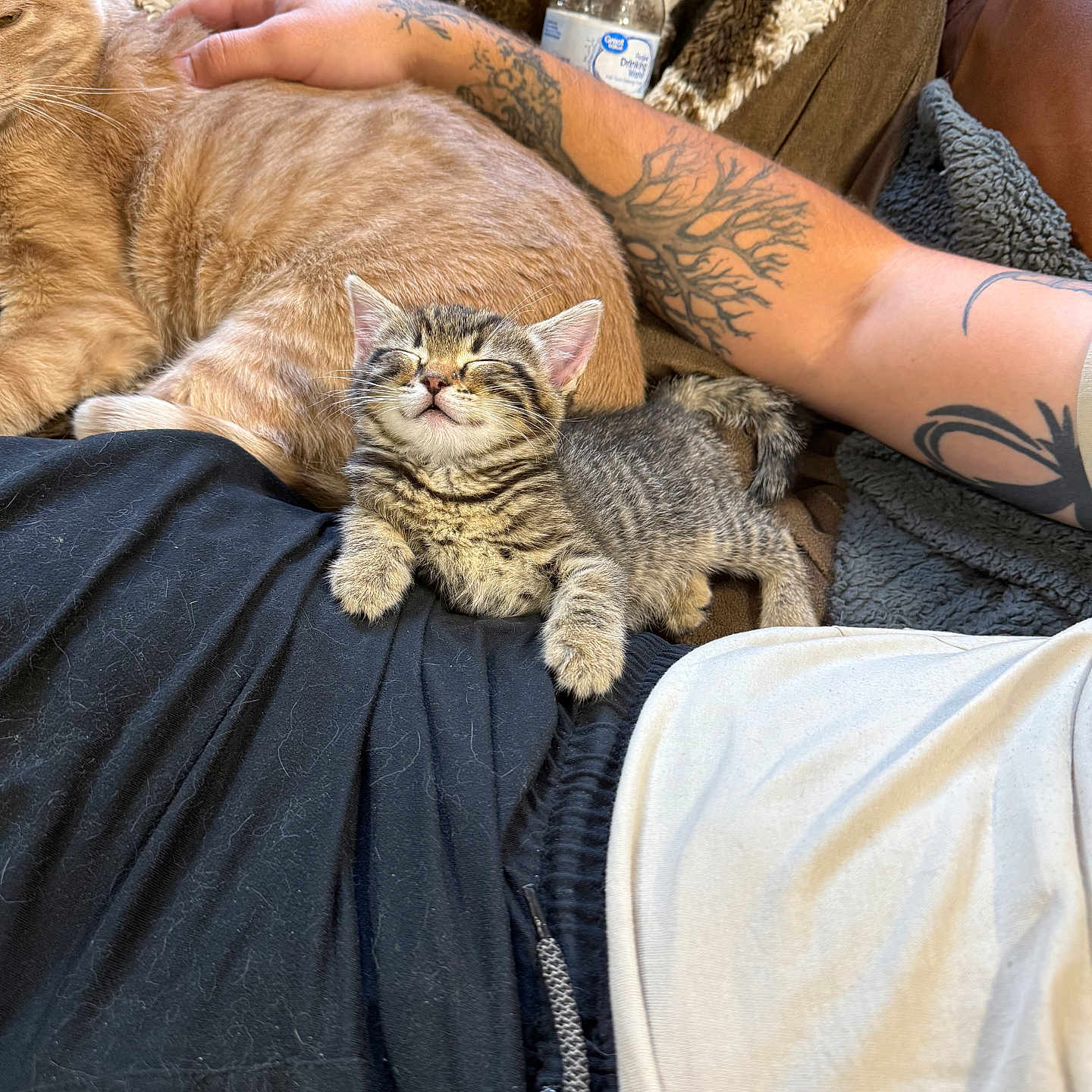 Yaġer Beans joined the competition — help win amazing prizes! animal, blanket, cat, comfort, couch, cozy, cushion, fur, ginger_cat, human_arm, indoor, kitten, lap, person, pet, relaxing, resting, sleepy, tabby, tattoo