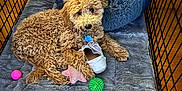 Ozzie joined the competition — help win amazing prizes! dog, crate, blanket, bed, toy, shoe, food_bowl, kibble, wood_floor, indoor, pet, curly_fur, brown_dog, playful, cute, pet_care, cozy, resting, fence, collar