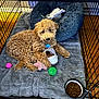 dog, crate, blanket, bed, toy, shoe, food_bowl, kibble, wood_floor, indoor, pet, curly_fur, brown_dog, playful, cute, pet_care, cozy, resting, fence, collar