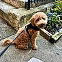 Ozzie joined the competition — help win amazing prizes! dog, brown_dog, curly_fur, pet, leash, harness, sidewalk, concrete, garden, plants, solar_light, wooden_planks, black_fence, outdoor, animal, cute, sitting, friendly, curious, daylight