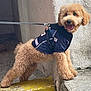 Ozzie joined the competition — help win amazing prizes! dog, puppy, curly_fur, leash, sports_jersey, navy_blue, tongue_out, happy, urban, concrete_wall, yellow_step, pet, canine, standing, front_paws, side_view, cute, fluffy, outdoor, animal