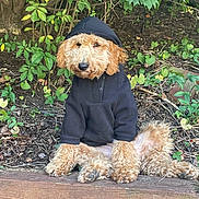Ozzie joined the competition — help win amazing prizes! dog, hoodie, black_clothing, sitting, wooden_ledge, leafy_bushes, outdoor, curly_fur, pet, canine, nature, green_leaves, relaxed, casual, fur, animal, cute, portrait, daylight, ground