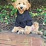 dog, curly_fur, black_hoodie, pet, outdoor, greenery, wooden_ledge, cute, sitting, animal, fur, canine, nature, leafy_background, portrait, fluffy, brown_fur, small_dog, pet_clothing, adorable