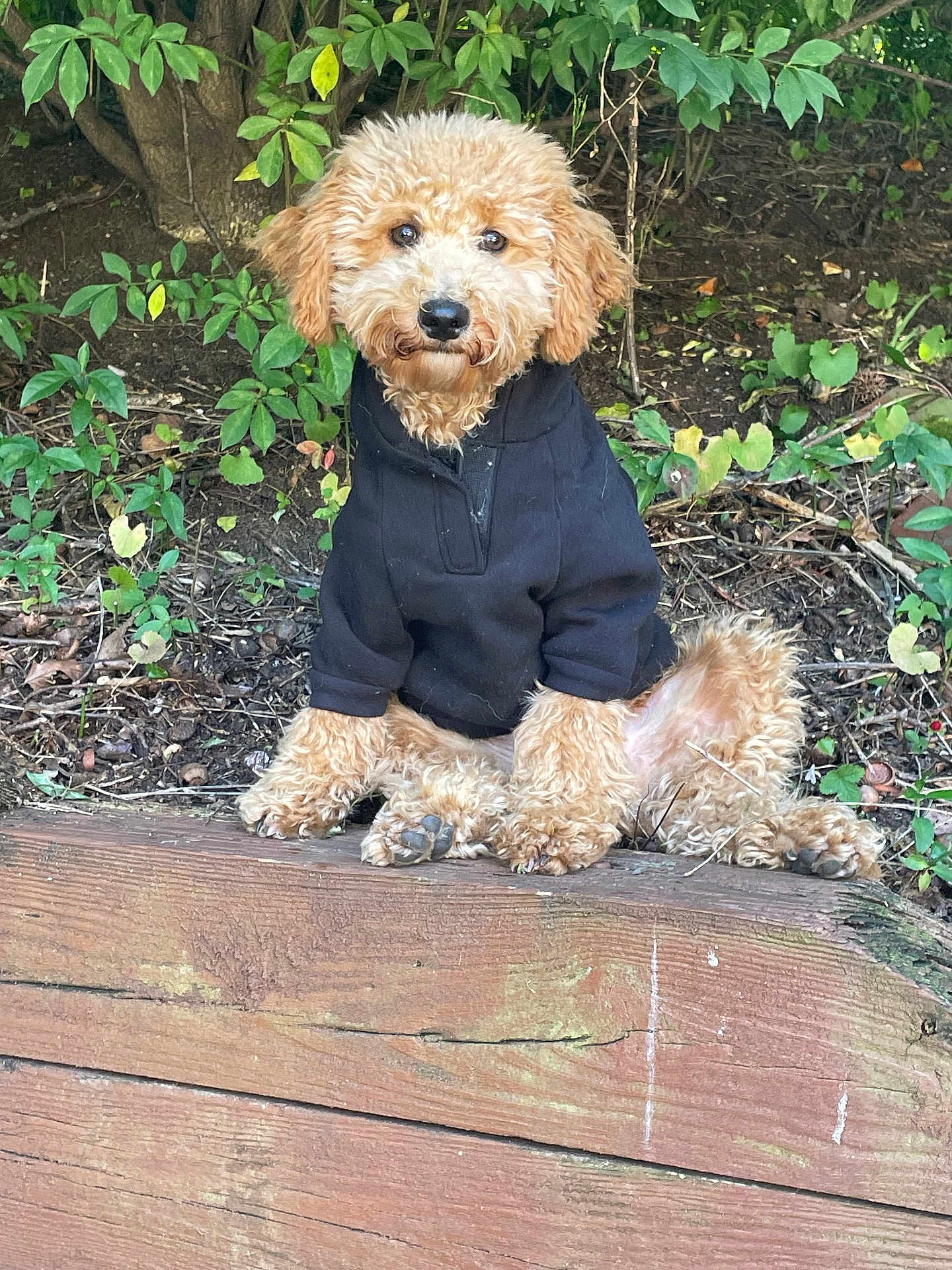 Ozzie