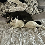 Boo N Ms Moo is registered to the contest to win money with this photo: animal, bed, black_and_white_cat, blanket, cat, cats, comfort, companion, cozy, fabric, feline, gray_cat, home, indoor, pet, pillow, relaxation, resting, sleeping, snuggling