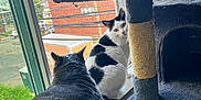 Boo N Ms Moo is registered to the contest to win money with this photo: animal, apartment, black_and_white_cat, cat, cat_tree, cats, cozy, curious, daylight, feline, fur, gray_cat, home, indoor, looking, pet, resting, scratching_post, sitting, window