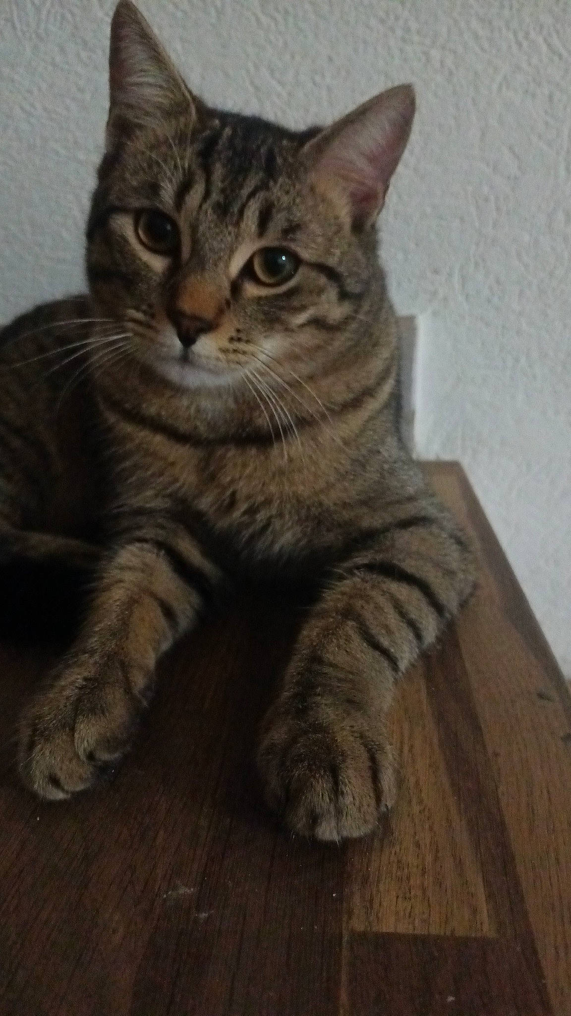 Pumba a rejoint le concours — aidez-le/la à gagner de superbes lots ! art, carnivore, cat, claw, domestic_short_haired_cat, felidae, fur, hardwood, paw, small_to_medium_sized_cats, snout, tail, terrestrial_animal, whiskers, wood