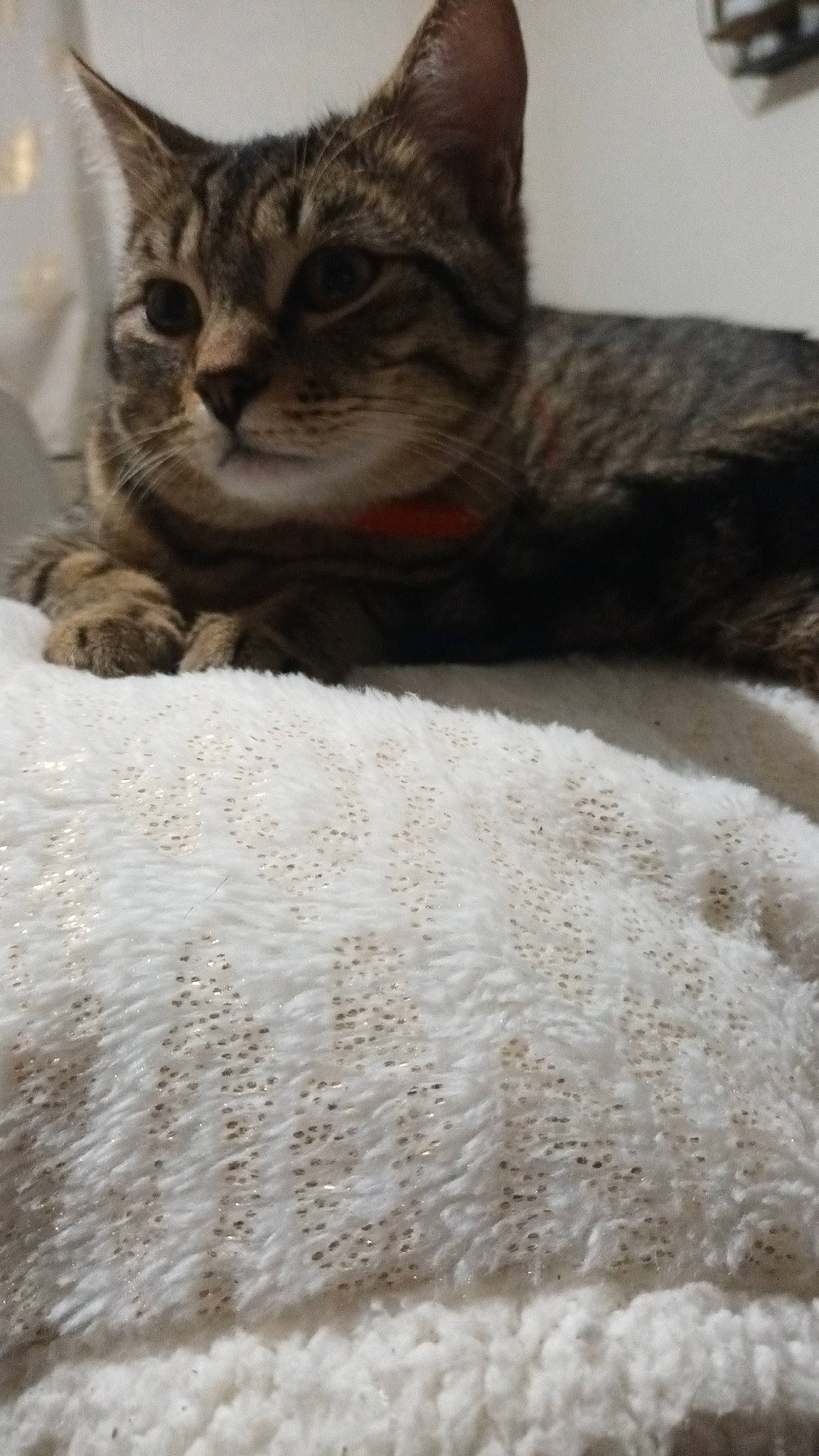 Pumba participe au concours pour gagner de l'argent avec cette photo : carnivore, cat, cat_supply, claw, comfort, domestic_short_haired_cat, fawn, felidae, flooring, fur, grey, paw, small_to_medium_sized_cats, snout, tail, terrestrial_animal, tree, whiskers, window, wood