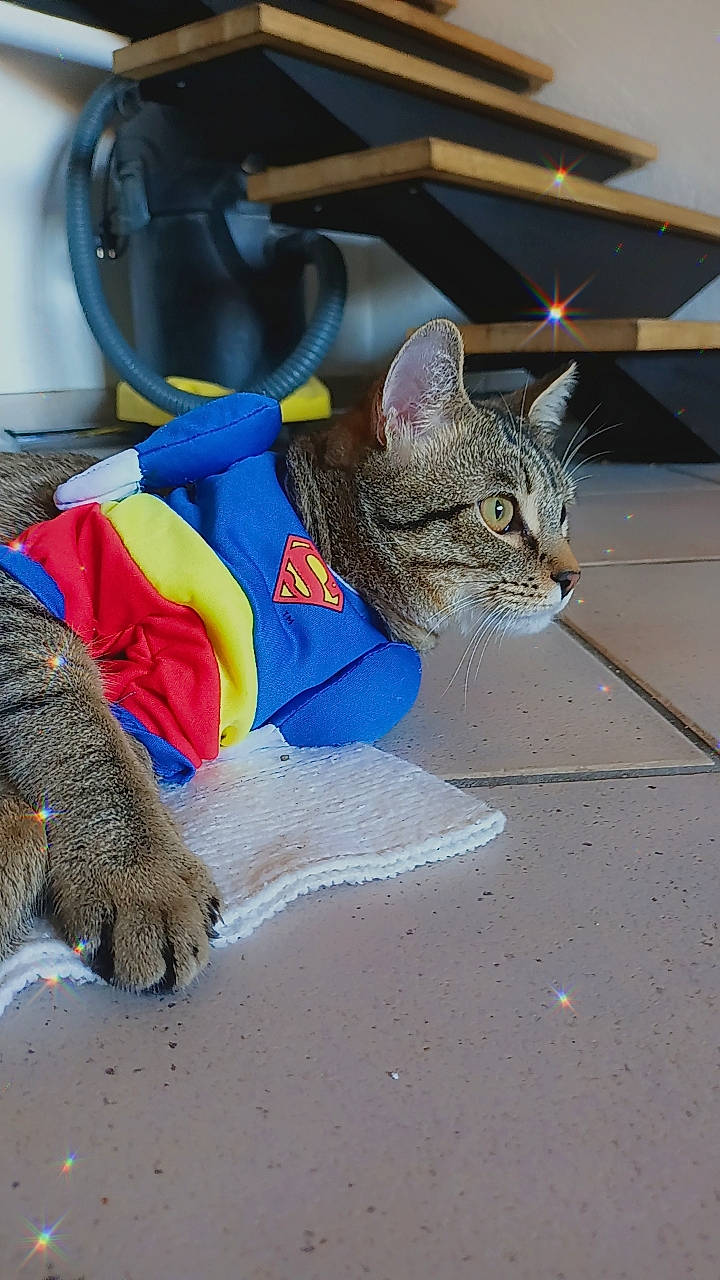 Pumba a rejoint le concours — aidez-le/la à gagner de superbes lots ! carnivore, cat, claw, comfort, domestic_short_haired_cat, electric_blue, fawn, felidae, fur, paw, road_surface, sand, shadow, small_to_medium_sized_cats, snout, tail, whiskers