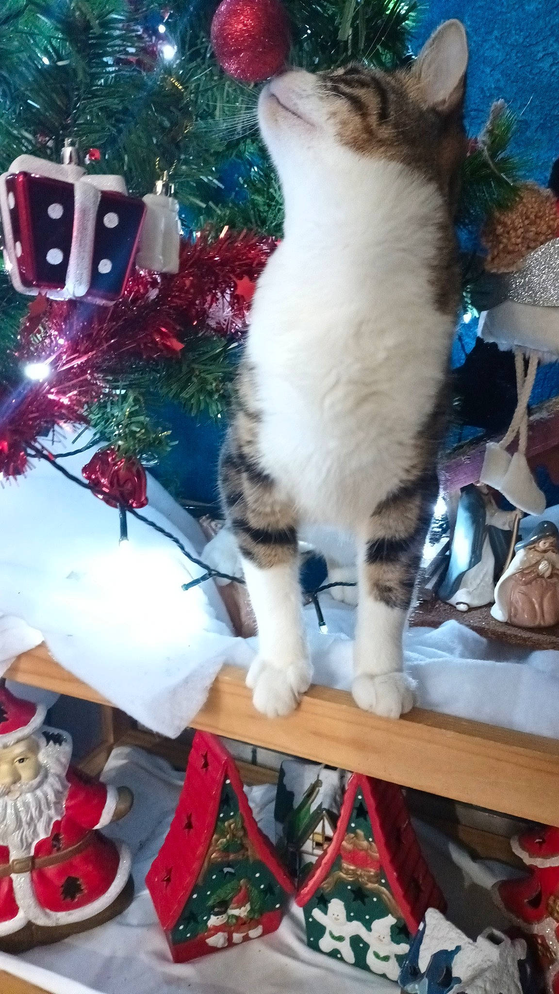 Simba participe au concours pour gagner de l'argent avec cette photo : carnivore, cat, christmas, christmas_decoration, christmas_eve, christmas_ornament, domestic_short_haired_cat, event, felidae, fur, holiday, holiday_ornament, light, ornament, plant, small_to_medium_sized_cats, tail, tree, whiskers, white