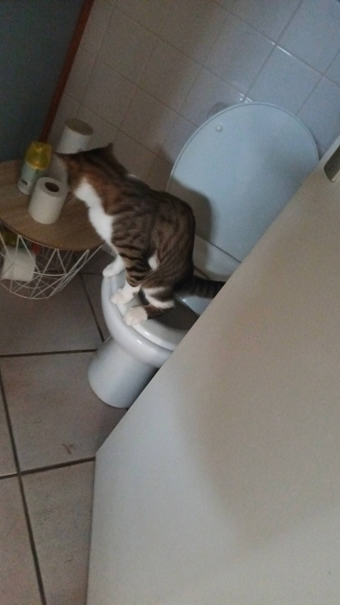 Simba a rejoint le concours — aidez-le/la à gagner de superbes lots ! bathroom, bathroom_sink, carnivore, cat, ceramic, comfort, domestic_short_haired_cat, felidae, floor, flooring, hardwood, plumbing, plumbing_fixture, small_to_medium_sized_cats, tail, toilet, vertebrate, whiskers, window, wood