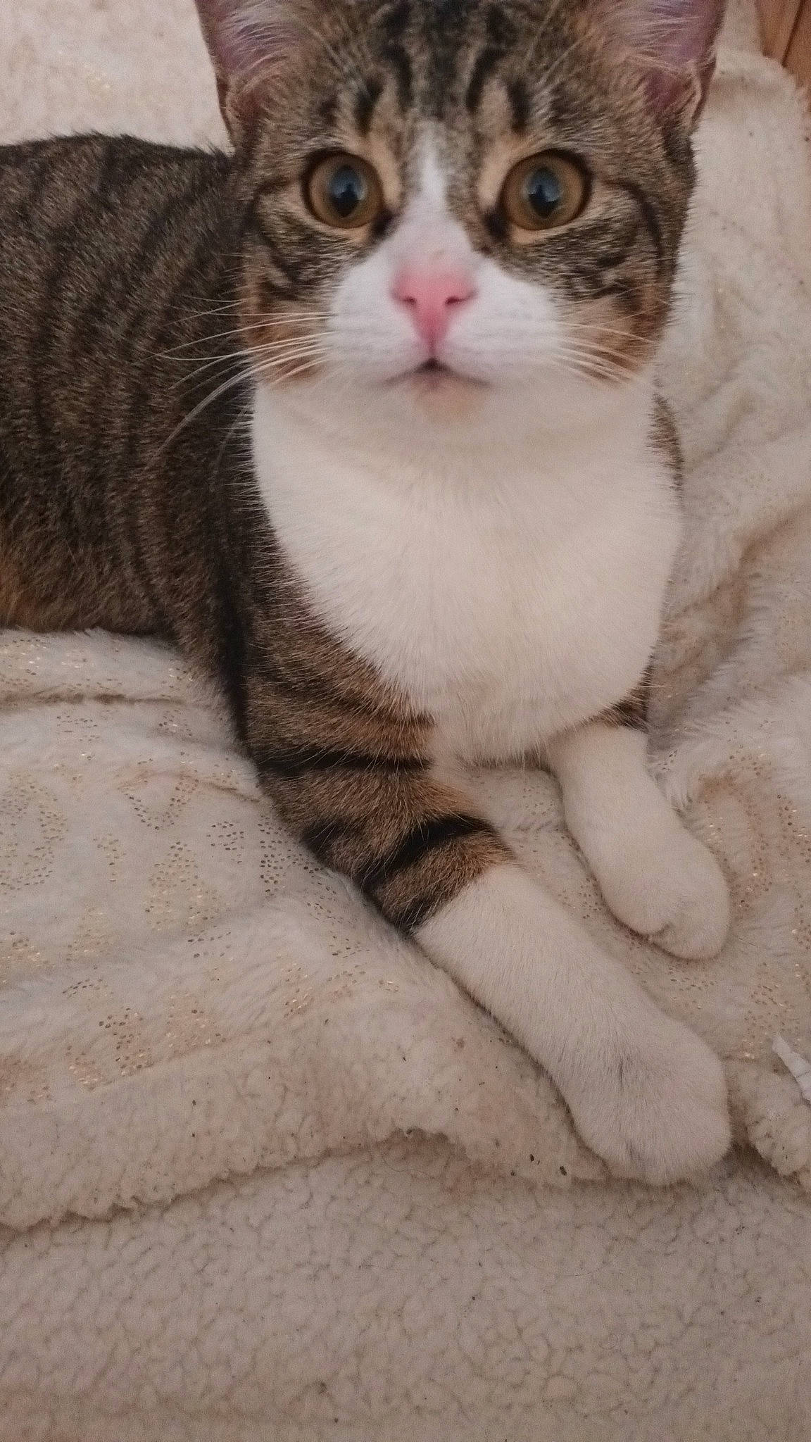 Simba a rejoint le concours — aidez-le/la à gagner de superbes lots ! carnivore, cat, domestic_short_haired_cat, door, eye, felidae, foot, fur, head, human_body, iris, paw, small_to_medium_sized_cats, snout, tail, terrestrial_animal, whiskers, window