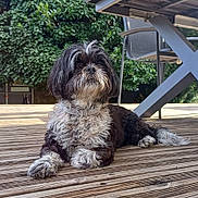 Galys a rejoint le concours — aidez-le/la à gagner de superbes lots ! dog, black_and_white, fluffy, outdoor, deck, wooden_floor, greenery, sunlight, pet, canine, relaxed, sitting, fur, nature, garden, chair, shaded, daytime, domestic_animal, collar