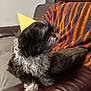 Galys a rejoint le concours — aidez-le/la à gagner de superbes lots ! dog, fluffy, black_and_white, couch, leather, blanket, striped, pillow, yellow, polka_dot, indoor, pet, fur, side_view, sitting, cozy, homedecor, living_room, domestic_animal, relaxed