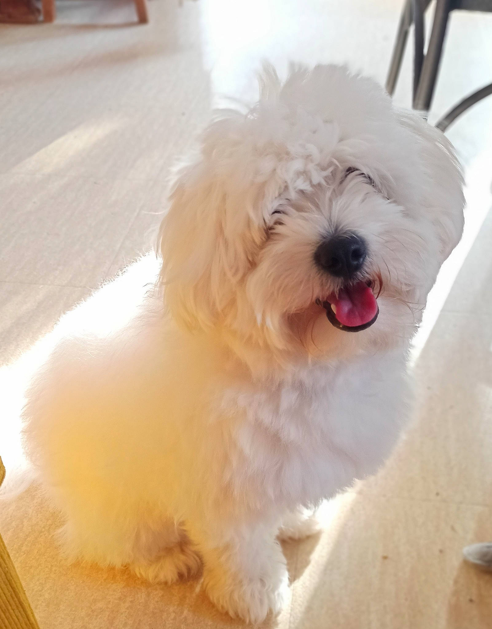 Tarzan a rejoint le concours — aidez-le/la à gagner de superbes lots ! canidae, carnivore, comfort, companion_dog, dog, dog_breed, flooring, fur, hardwood, maltepoo, non_sporting_group, small_terrier, snout, sporting_group, toy_dog, water_dog, working_animal