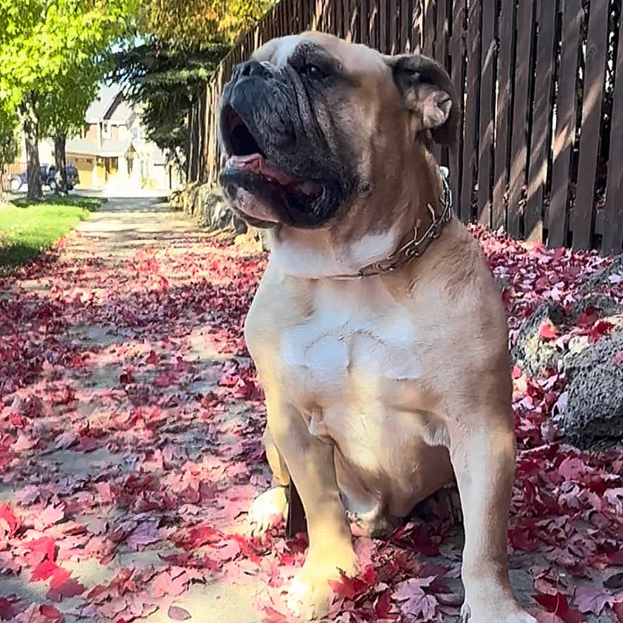 That Bulldog Buck is registered to the contest to win money with this photo: animal, autumn, brown_and_white, bulldog, collar, daylight, dog, fall, fence, leaves, nature, outdoors, park, pet, portrait, short_hair, sidewalk, sitting, text_overlay, trees