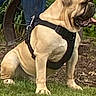 animal, canine, dog, floppy_ears, garden, grass, harness, large_dog, leash, outdoor, person, pet, plants, portrait, short_coat, side_profile, sitting, tan_dog, tongue_out, wrinkled_face