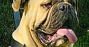 That Bulldog Buck is registered to the contest to win money with this photo: animal, bulldog, canine, close_up, dog, funny, garden, greenery, happy, harness, hedge, leash, outdoor, panting, pet, portrait, sitting, sunlight, tongue, wrinkled_face