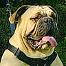 animal, bulldog, canine, close_up, dog, funny, garden, greenery, happy, harness, hedge, leash, outdoor, panting, pet, portrait, sitting, sunlight, tongue, wrinkled_face