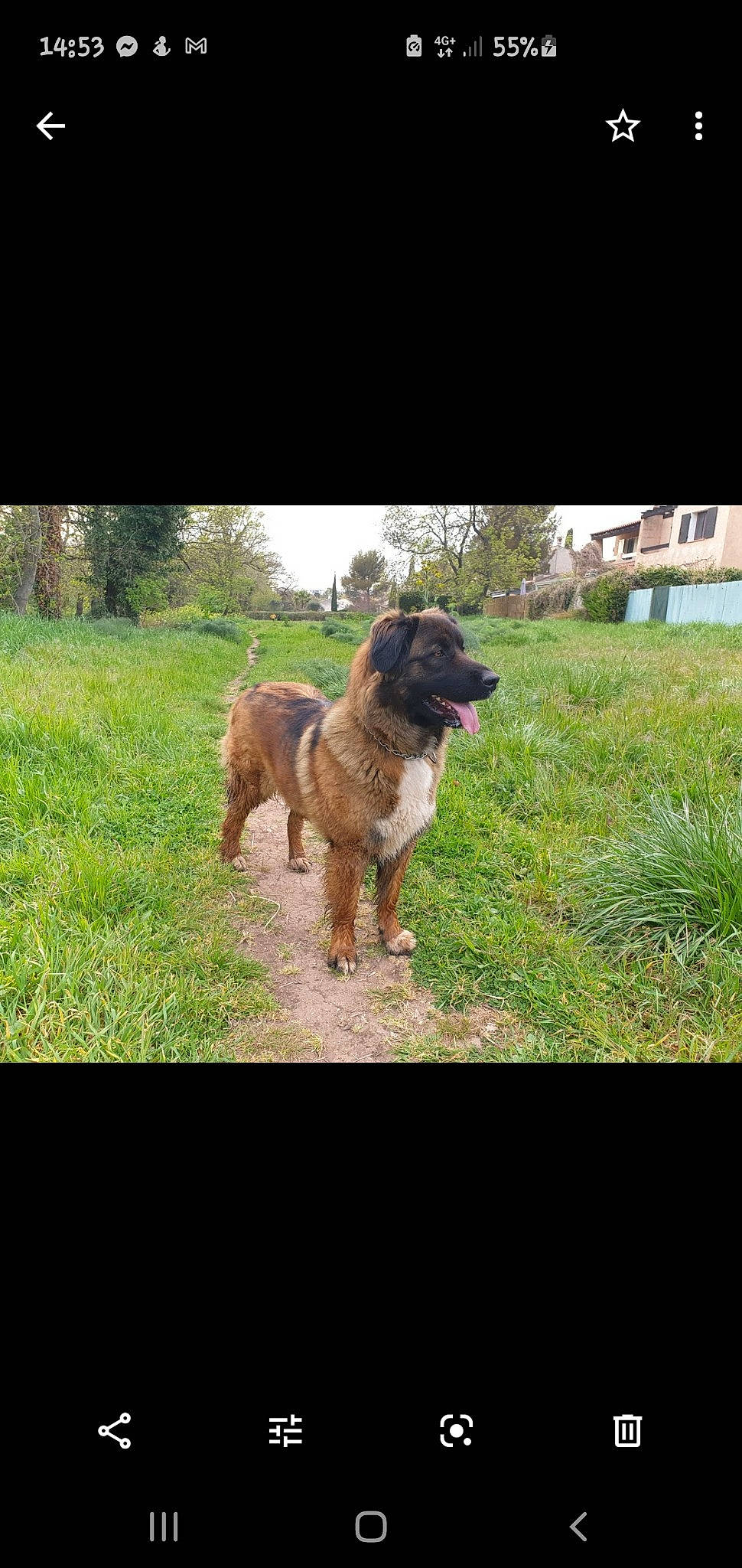 Melba participe au concours pour gagner de l'argent avec cette photo : canidae, carnivore, dog, dog_breed, estrela_mountain_dog, leonberger, mammal, rafeiro_do_alentejo, sporting_group, vertebrate, working_dog