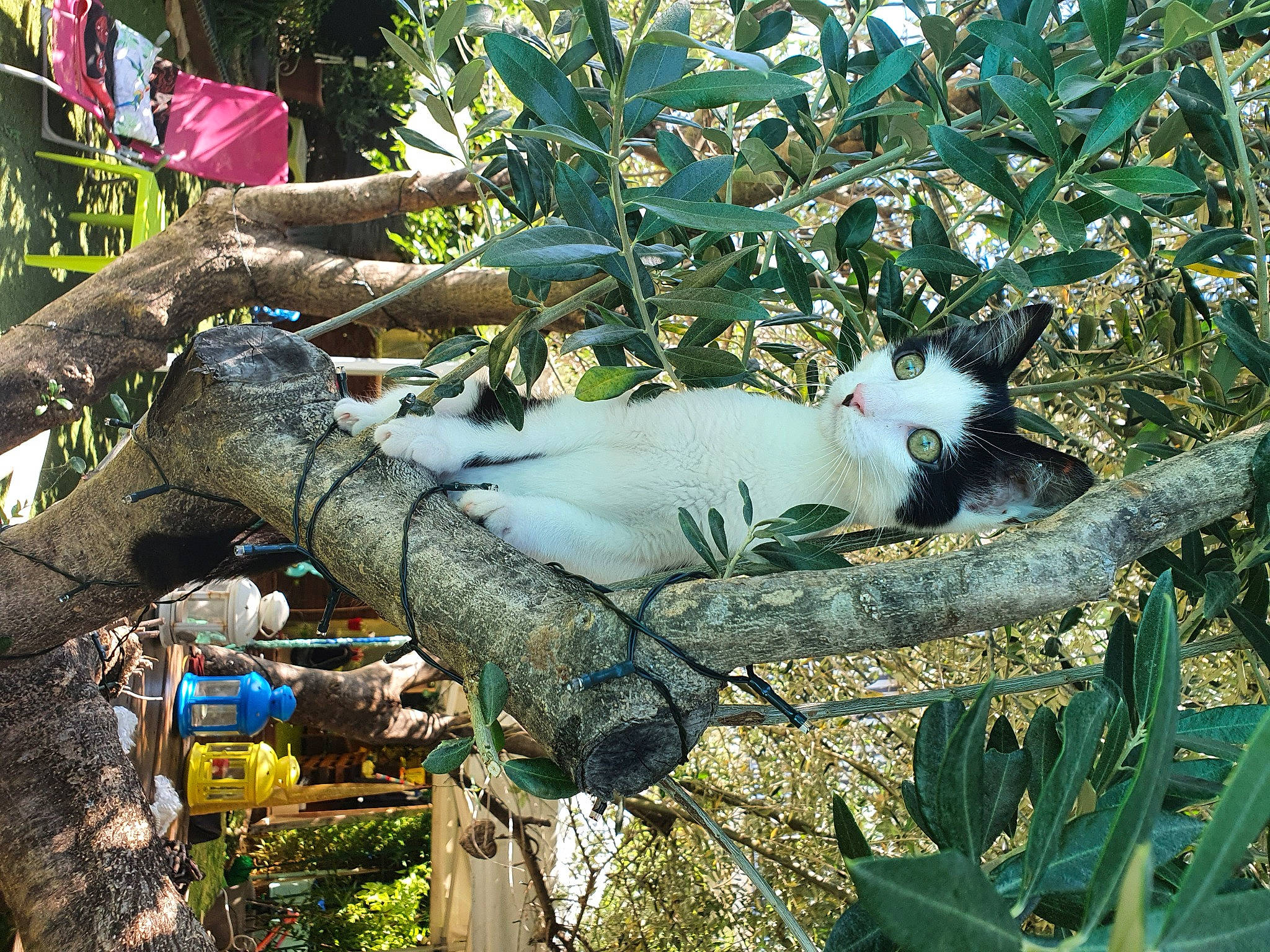 Alpha participe au concours pour gagner de l'argent avec cette photo : branch, cat, felidae, kitten, plant, small_to_medium_sized_cats, tree, turkish_van