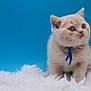 kitten, cat, blue_ribbon, fluffy, fur, whiskers, curious, soft_surface, white_fur, blue_background, young_animal, pet, small, cute, domestic_cat, animal, feline, portrait, indoor, adorable