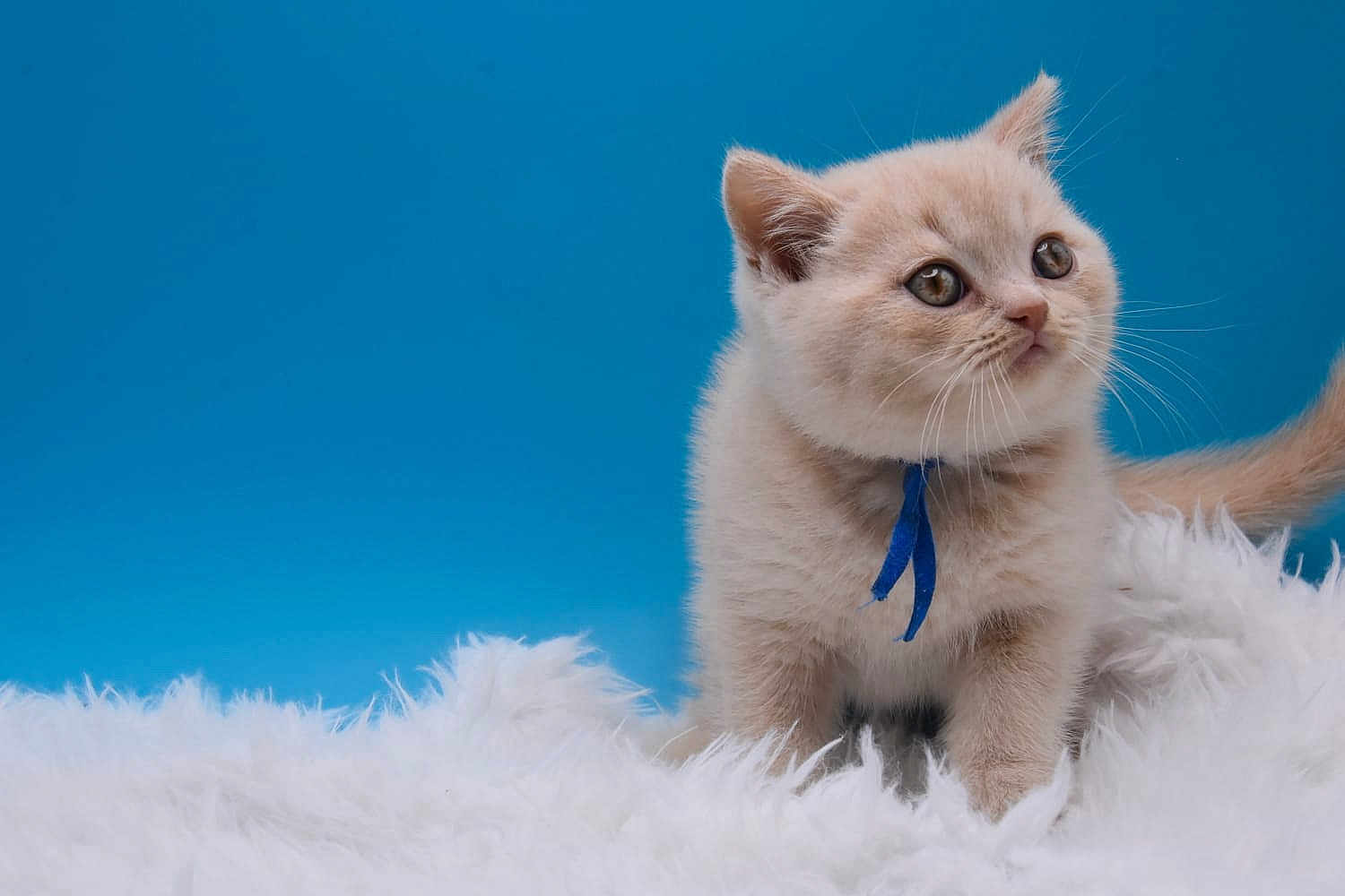 Yuki a rejoint le concours — aidez-le/la à gagner de superbes lots ! kitten, cat, blue_ribbon, fluffy, fur, whiskers, curious, soft_surface, white_fur, blue_background, young_animal, pet, small, cute, domestic_cat, animal, feline, portrait, indoor, adorable