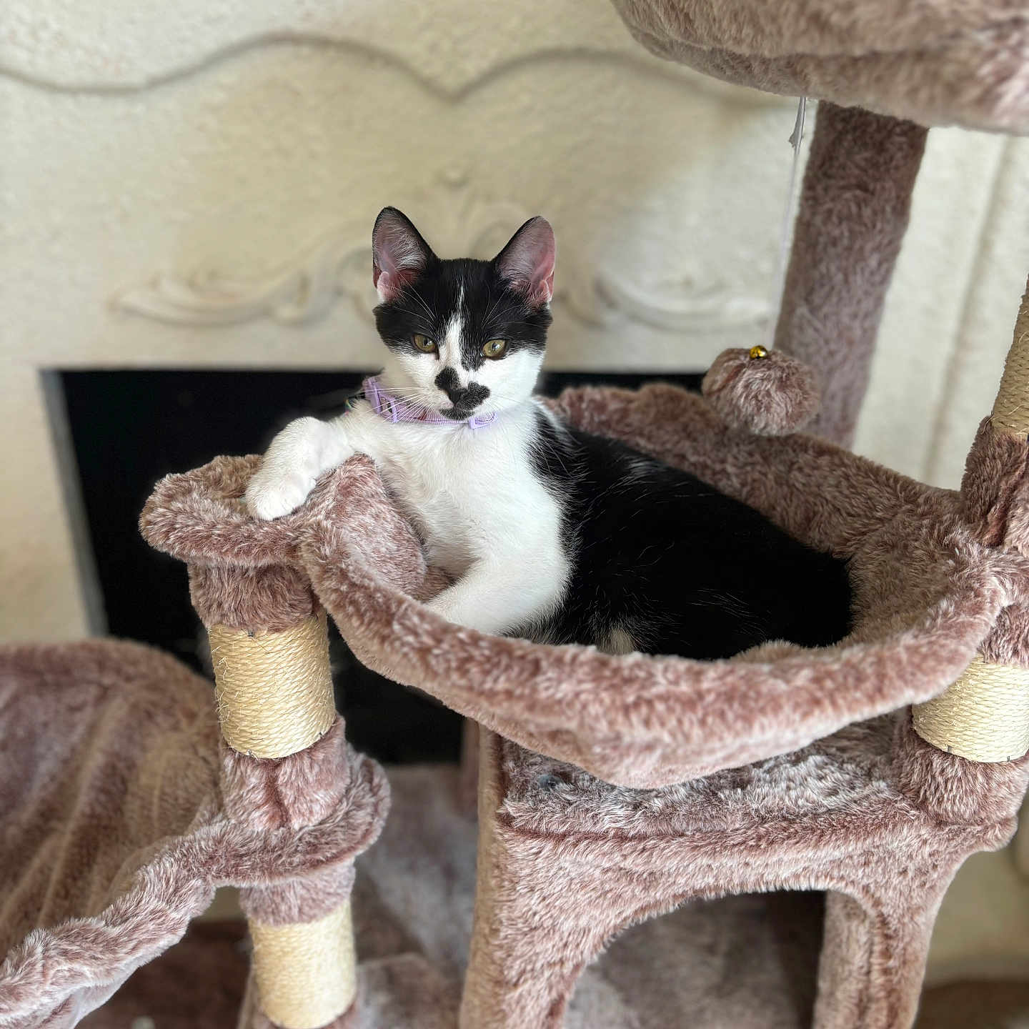 Cleo is registered to the contest to win money with this photo: abyssinian, angora, animal, architecture, armchair, basket, blanket, cat, chair, couch, cushion, furniture, homedecor, kitten, linen, manx, pet, quilt, siamese, wood