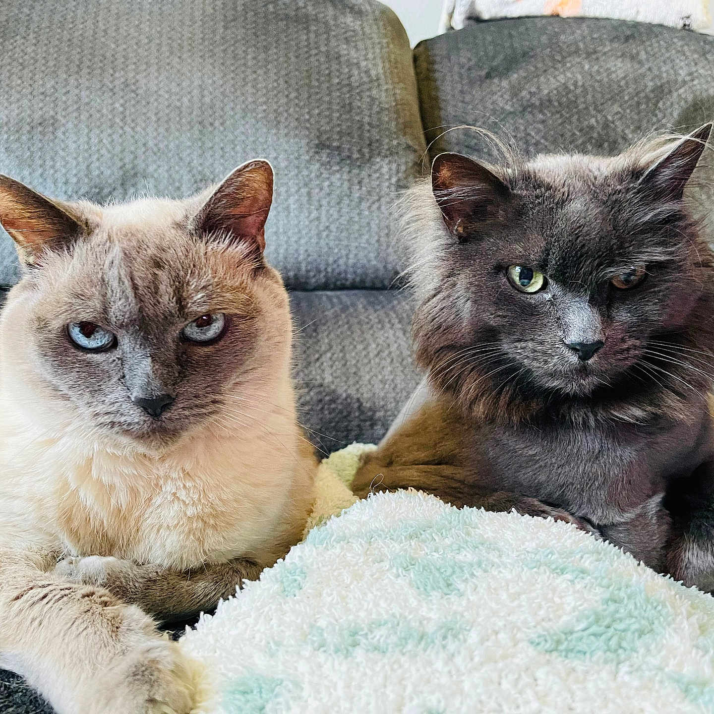 Fuzzy And Milo