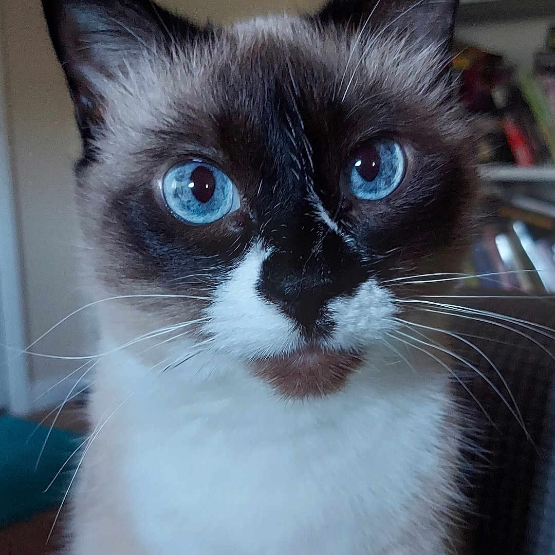 Clea is registered to the contest to win money with this photo: angora, animal, cat, kitten, manx, pet, siamese